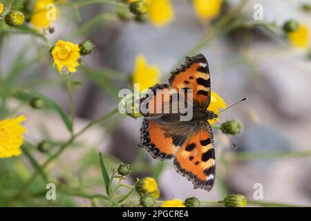 Colorful butterfly with orange black wings sitting on yellow dandelion fireweed flower over blurred background in nature Stock Photo