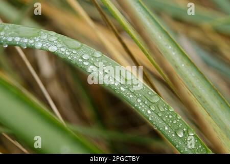 Leaf with waterdrop Stock Photo