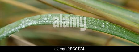Leaf with waterdrop Stock Photo