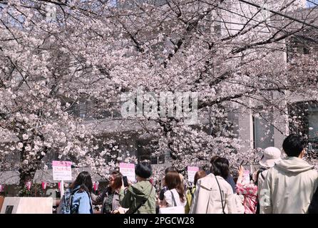 Tokyo, Japan. 22nd Mar, 2023. People stroll under fully bloomed cherry blossoms along riverside promenade in Tokyo on Wednesday, March 22, 2023. (photo by Yoshio Tsunoda/AFLO) Stock Photo