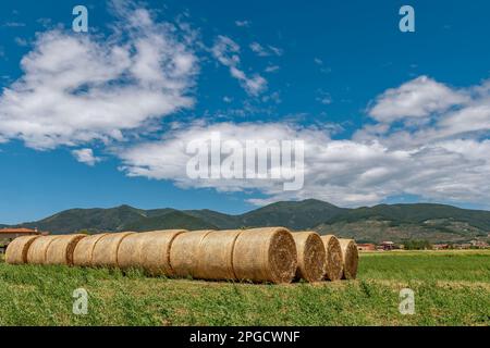 Bales of hay are lined up in a field with Monte Serra in the background, Pisa, Italy Stock Photo