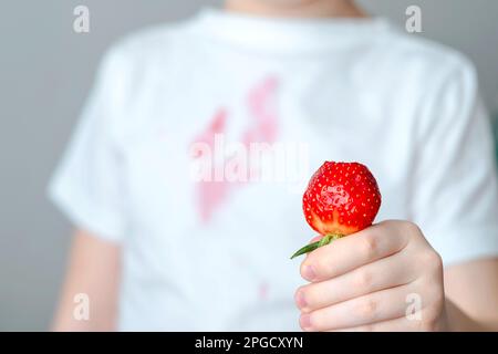 A dirty red stain on the front of a white t-shirt. A child's hand is holding a slice of strawberry. Stock Photo