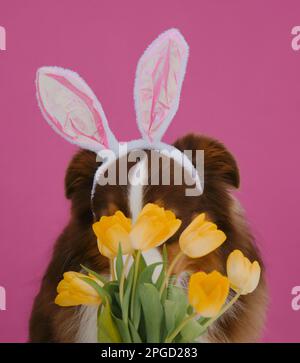 Concept of pet celebrating Catholic Easter in hare costume. Brown Australian Shepherd with Easter bunny ears. The dog hid behind bouquet of yellow tul Stock Photo