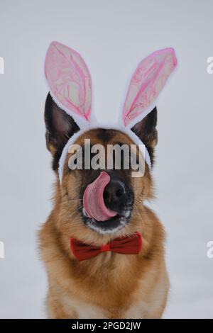 German Shepherd wears pink Easter bunny ears on head. Dog in hare costume against gray cloudy sky. Licks nose with tongue and looks ahead. Concept of Stock Photo
