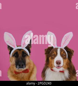 Concept of pets celebrates Catholic Easter in hare costume. German and Australian Shepherds with Easter bunny ears on pink background. Two dogs wearin Stock Photo