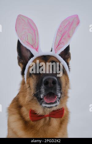 German Shepherd wears pink Easter bunny ears on head. Dog in hare costume against gray cloudy sky. Looks forward with cheerful face and smile. Concept Stock Photo