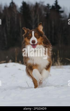 Active and energetic dog on walk. Beautiful phase movement. Concept of pet having fun in nature. Brown Australian Shepherd runs forward through snow i Stock Photo