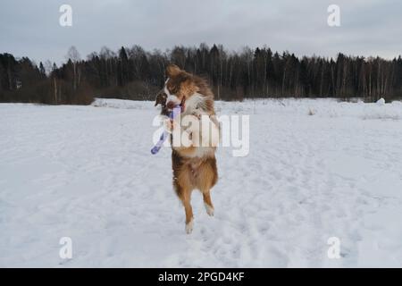 Concept of pet having fun in nature. Brown Australian Shepherd in winter snow park jumps and prepares to catch flying toy. Creative portrait of dog in Stock Photo