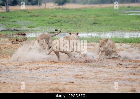 3 lionesses, (Panthera leo), play fight. One animal attacks the other female lion. Okavango Delta, Botswana, Africa Stock Photo