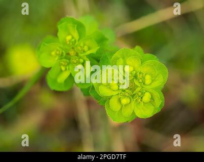 macro close up of a sun spurge or madwoman's milk (Euphorbia helioscopia) with blurred background