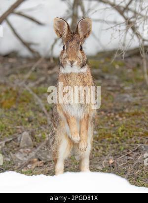 Eastern cottontail rabbit standing on its hind legs in a winter forest. Stock Photo
