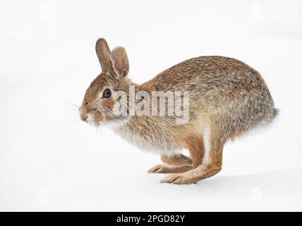 Eastern cottontail rabbit hopping along in the snow. Stock Photo