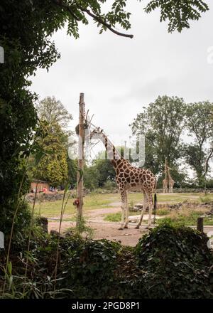 View of Giraffe feeding through trees at Paignton Zoo, Devon in August 2021 Stock Photo