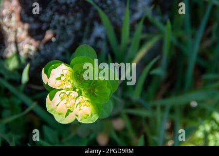 Wild spurge flower in its natural environment, surrounded by green grass next to the trunk of an oak tree. Euphorbia helioscopia Stock Photo