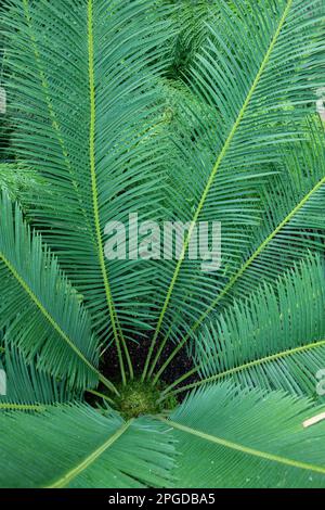 Cycas panzihuaensis. Stock Photo