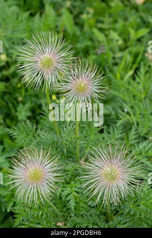 Alpine Pasque Flower: Pulsatilla alpina.  Seed heads. Swiss Alps. Stock Photo