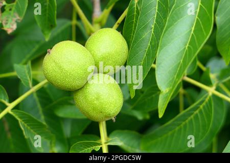 Walnuts growing on the tree. Unripe green walnuts. Stock Photo