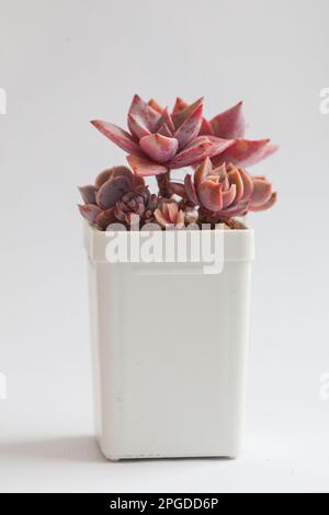 Red blossom Graptopetalum Bainesii and Echeveria Golden Glow plants in pot on white. Bright elegant evergreen closeup colorful dry spring rose flowers Stock Photo