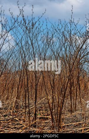 JAPANESE KNOTWEED Reynoutria japonica 3 meter tall dead stems of the invasive plant in winter Stock Photo