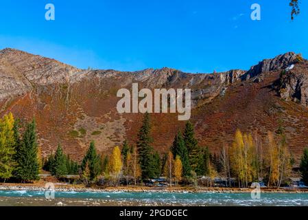 Autumn spruce and birch trees under a mountain near the fast mountain river Chuya in Altai in Russia. Stock Photo