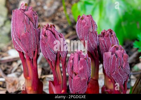 Peony Sprouts Paeonia Red Peonies March Budding Shoots peony Growth Emerging Plant Buds Peony shoots Growing Shoots Up Sprouting Plants Through Stock Photo