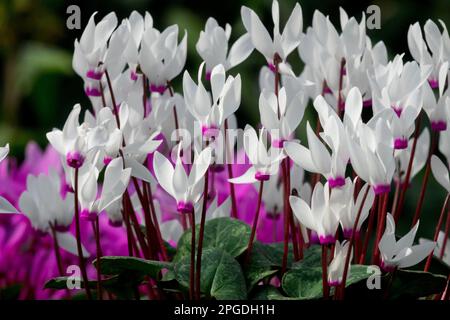 Florists Cyclamen, Cyclamen persicum, Persian cyclamen, Plant, Flowers, Spring, Blooms Stock Photo