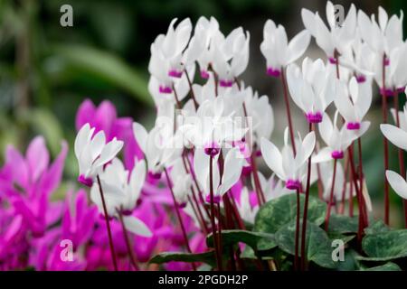 Cyclamen persicum, Plant, Flowers, Spring,Blooms, Cyclamen latifolium, Florists Cyclamen, Persian cyclamen Stock Photo