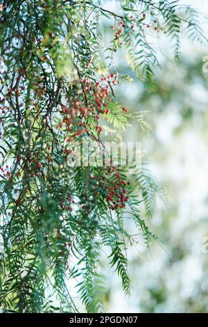 Pink peppercorn berries in the park. Schinus molle, pink pepper fruits on tree branches Stock Photo