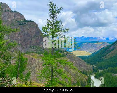 A lone tree on a cliff near the mountain panorama near the Chuya River in Altai during the day in Siberia. Stock Photo