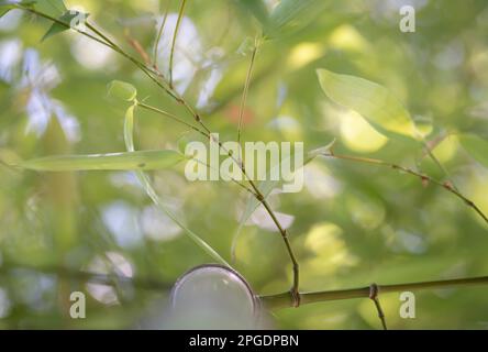 Bamboo forest. Bamboo leaves from below. Selective focus. Green background. Looking up. Stock Photo