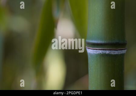 Bamboo stem. Bamboo forest. Selective focus.Green background. Stock Photo
