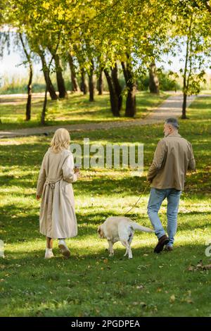 back view of middle aged couple walking out with labrador dog in park during springtime,stock image Stock Photo