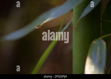 Bamboo detail. Bamboo stem and leaves defocused. Selective focus. Sunlight and shadow. Stock Photo