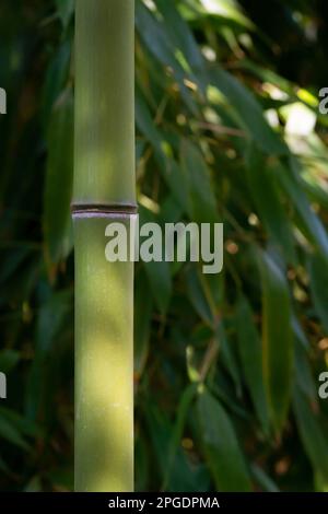 Selective focus of a bamboo. Bamboo forest. Leaves silhouette on the bamboo stem. Sunlight and shadow. Stock Photo