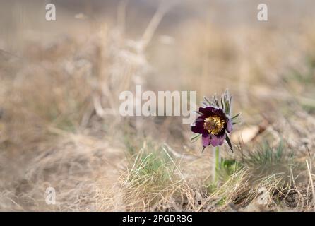 Pulsatilla blooms in early spring in the meadow. Pasque flower on a sunny day. Selective focus. Stock Photo