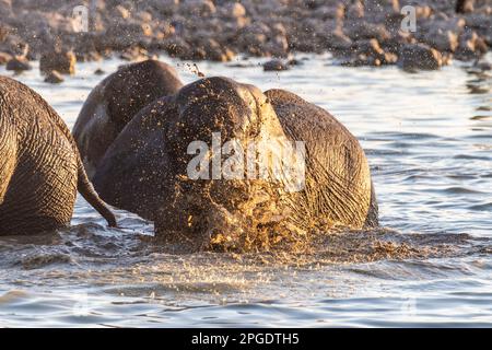 Telephoto shot of a baby elephant playing in a waterhole, while taking a bath. Etosha National Park, Namibia. Stock Photo