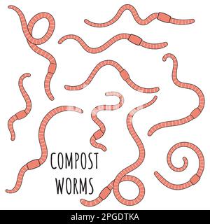 Set of pink earthworms. Worms for vermicomposting. Farming and agriculture. Hand drawn vector illustration. Stock Vector