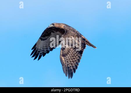 Red-tailed Hawk in Flight, British Columbia, Canada Stock Photo