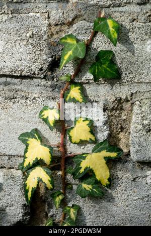 English Ivy shoot climbs up the wall, Gold-yellow, Hedera helix 'Goldheart' wall plant Stock Photo