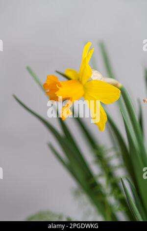 Close-up of yellow daffodils growing in a pot Stock Photo