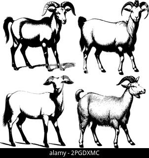 Vector image of a goat. Vintage illustration of goats. Stock Vector