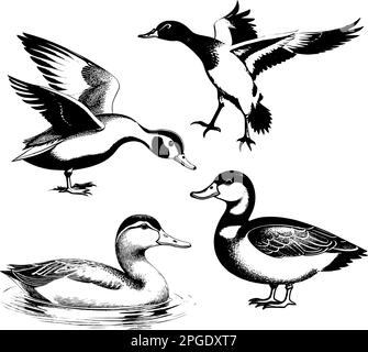 Supervision of illustrations of four ducks. Poultry. Stock Vector