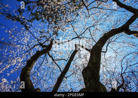 First Cherry blossoms of somei-yoshino  in Kyoto  March 26. Yoshino variety of cherry tree with wondeful white blossoms without green leaves. Next to Stock Photo