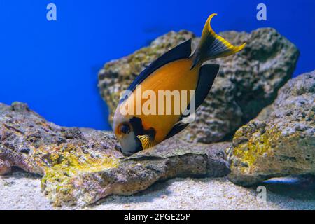 Beautiful bright orange fish in the aquarium, Acanthurus pyroferus Chocolate surgeonfish. Tropical fish on the background of aquatic coral reef in oce Stock Photo
