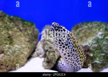 Gymnothorax favagineus or laced moray fish swimming out of its hiding place. Honeycomb Moray Eel in aquarium, oceanarium pool with coral reef Stock Photo