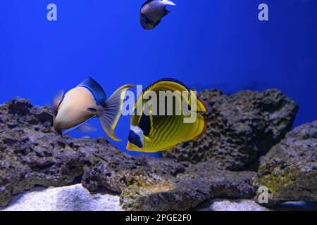 Bright yellow Foxface rabbitfish Siganus vulpinus swimming in sea water, saltwater aquarium, oceanarium pool with reef. Aquarium pet, ichthyology, und Stock Photo