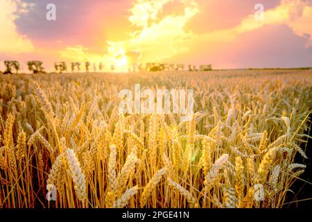 Farmining fields in sunset, Germany Stock Photo