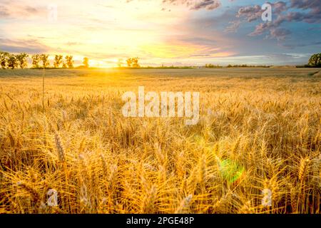 Farmining fields in sunset, Germany Stock Photo
