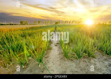 Farmining fields in sunset, Germany Stock Photo