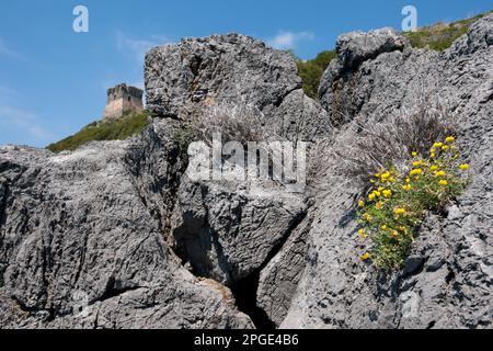 costa cilentana, centola, camerota, salerno, campania, italia, Stock Photo